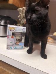 Lost Male Cat last seen Seymour road , Wichita Falls, TX 76302