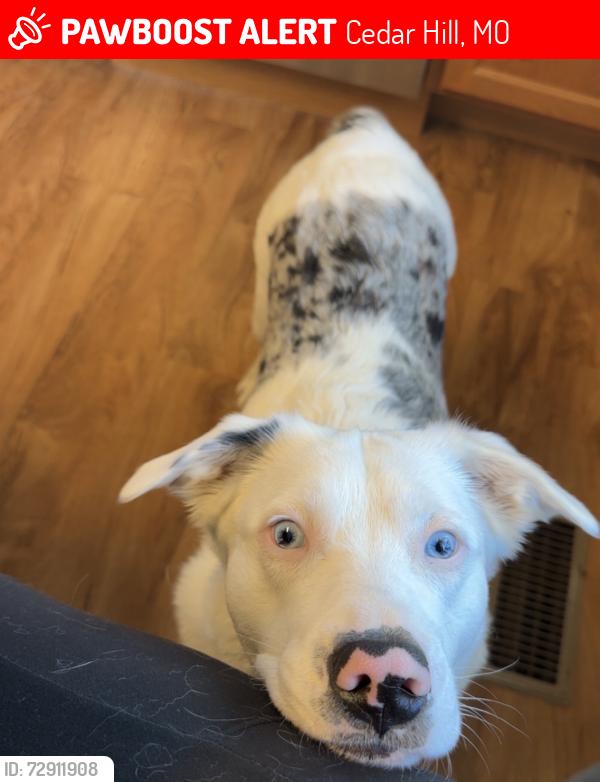 Lost Female Dog last seen Eime, Cedar Hill, MO 63016