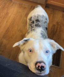 Lost Female Dog last seen Eime, Cedar Hill, MO 63016