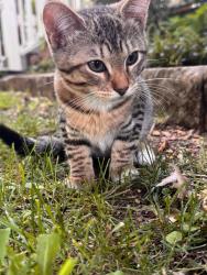 Reunited Female Cat last seen Beacon and Tremont , Dallas, TX 75214