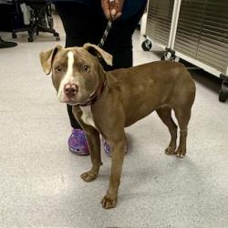 Shelter Stray Female Dog last seen Oakland, CA , Oakland, CA 94601