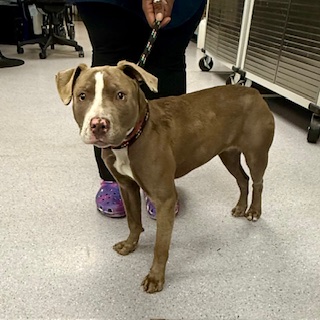 Shelter Stray Female Dog last seen Oakland, CA , Oakland, CA 94601