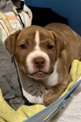 Shelter Stray Male Dog last seen Near E Red Bridge Rd, 64137, MO, Kansas City, MO 64132
