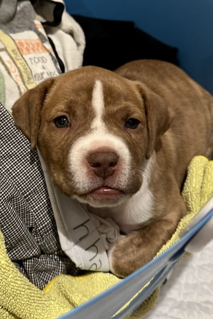 Shelter Stray Male Dog last seen Near E Red Bridge Rd, 64137, MO, Kansas City, MO 64132