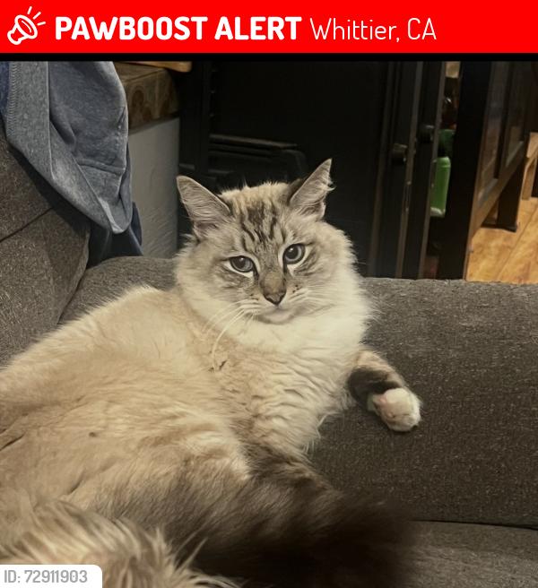 Lost Male Cat last seen Pasadena and Pickering ave, Whittier, CA 90601