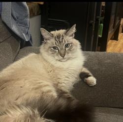 Lost Male Cat last seen Pasadena and Pickering ave, Whittier, CA 90601