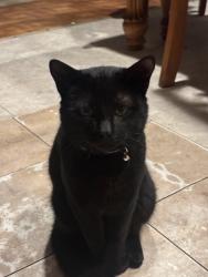 Lost Male Cat last seen Escondido , Escondido, CA 92029