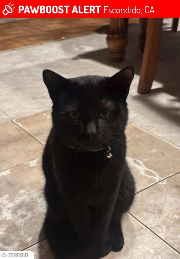 Lost Male Cat last seen Escondido , Escondido, CA 92029