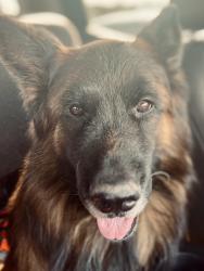 Reunited Male Dog last seen Lake road, Killeen, TX 76543