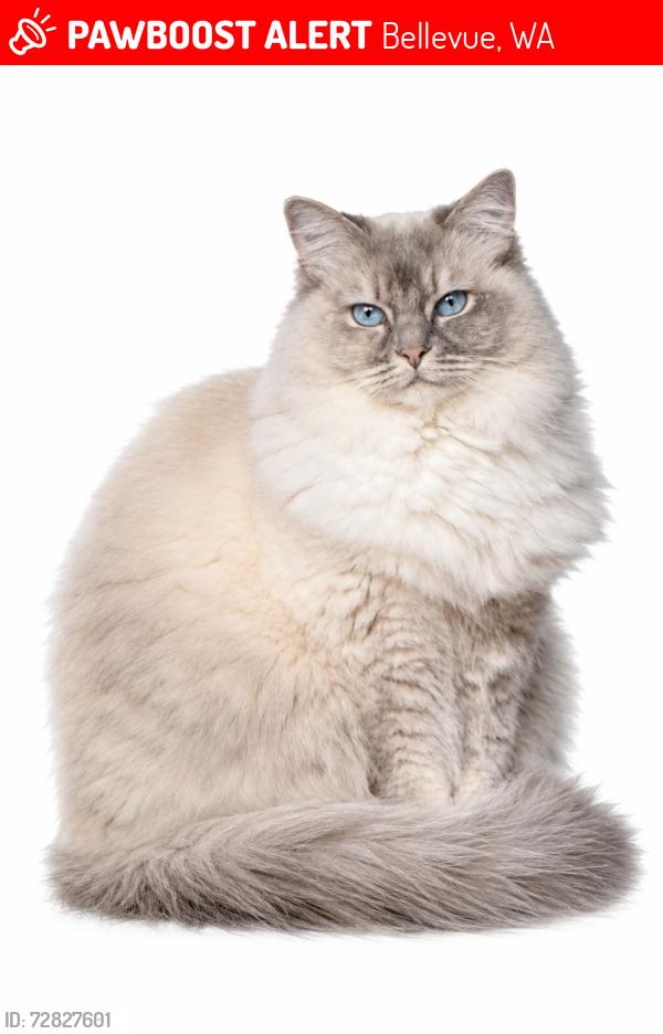 Lost Female Cat last seen 164th Ave SE X SE 7th St, Bellevue, WA 98008