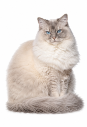 Lost Female Cat last seen 164th Ave SE X SE 7th St, Bellevue, WA 98008