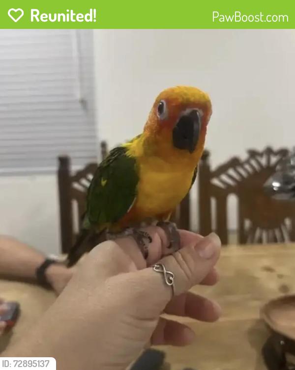 Reunited Unknown Bird last seen Black Horse Street/Moonriver/65th, Eastvale, CA 91752