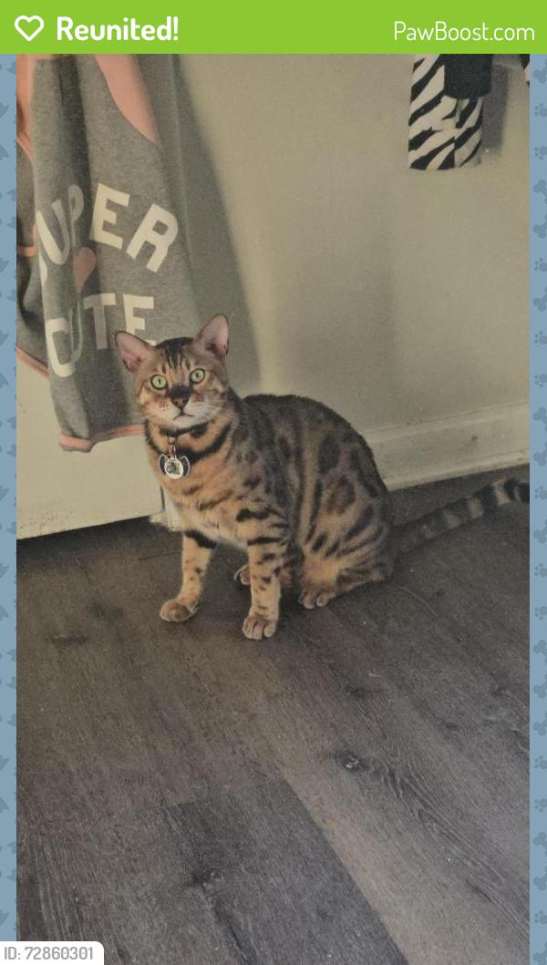 Reunited Male Cat last seen Beverly & pool road, Raleigh, NC 27610