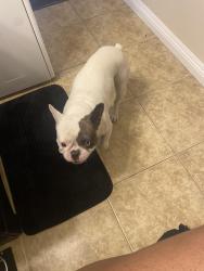 Lost Male Dog last seen Maryland Pkwy/tropicana, Las Vegas, NV 89119