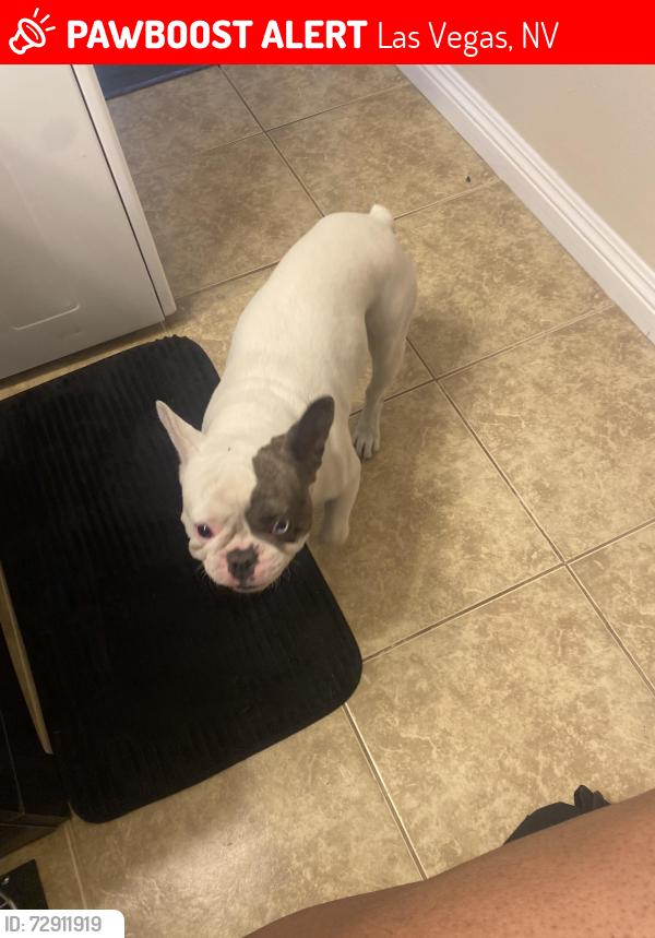 Lost Male Dog last seen Maryland Pkwy/tropicana, Las Vegas, NV 89119