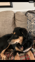 Reunited Female Dog last seen jumped the fence at home, four seasons neighborhood, Aurora, OH 44202