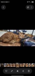 Reunited Male Cat last seen Sahara & ft apache, Las Vegas, NV 89117