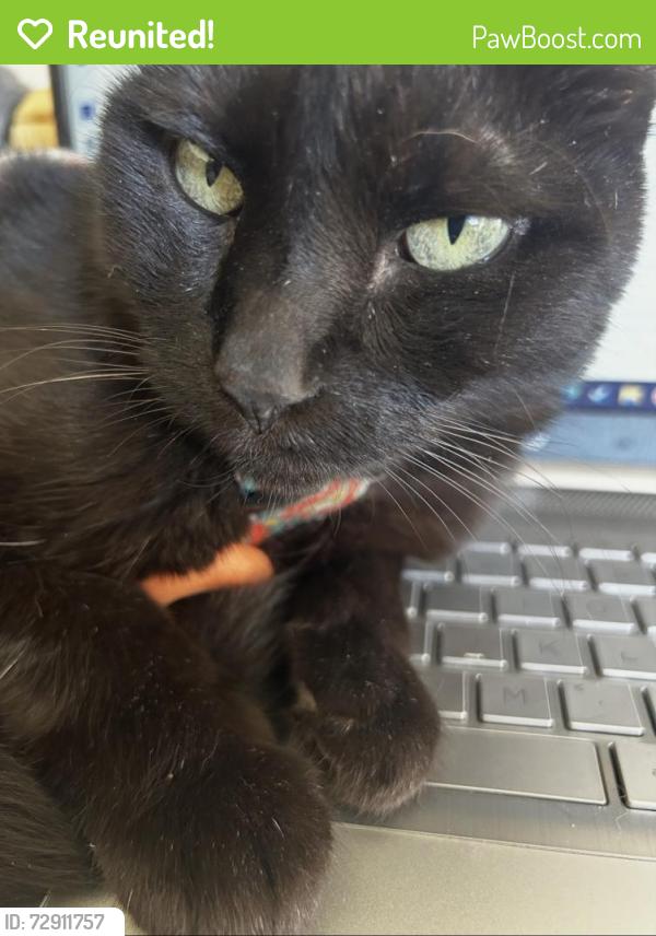 Reunited Female Cat last seen Jensen & Horne, Mesa, AZ 85203