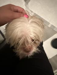 Reunited Unknown Dog last seen Crystal Run and Crystal Bow, San Antonio, TX 78238
