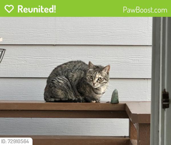 Reunited Female Cat last seen 47th between Balboa and Cabrillo, San Francisco, CA 94121
