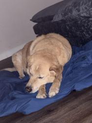 Reunited Female Dog last seen West creek community , Burleson, TX 76028