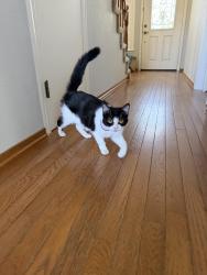 Found/Stray Female Cat last seen Falcon , Antioch, CA 94509