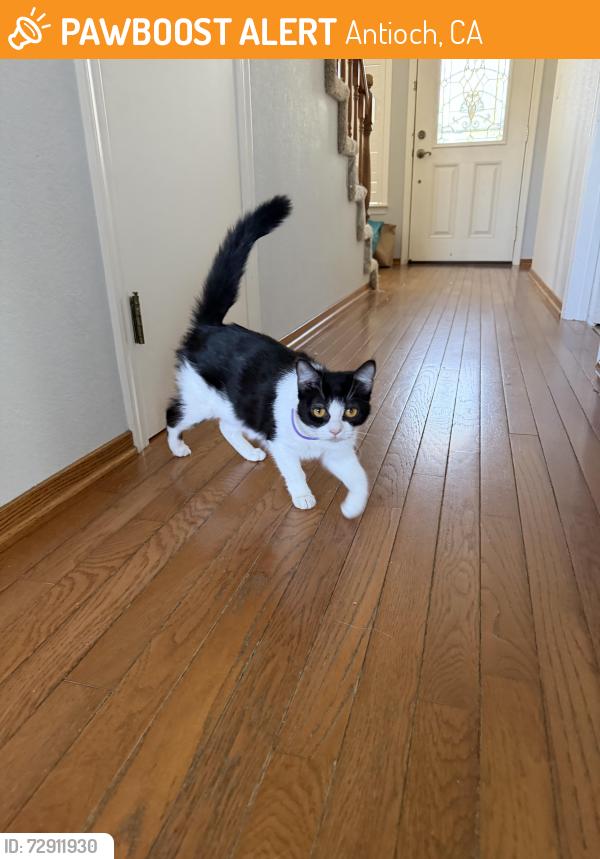 Found/Stray Female Cat last seen Falcon , Antioch, CA 94509