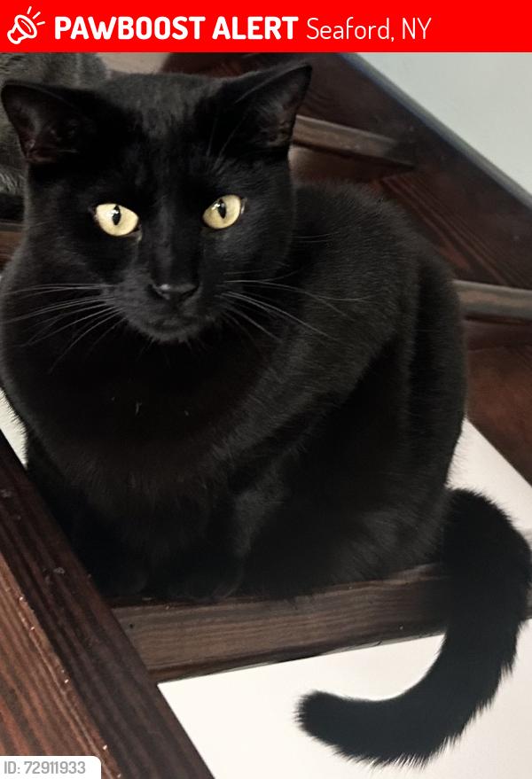 Lost Male Cat last seen Meyer, Seaford, NY 11783