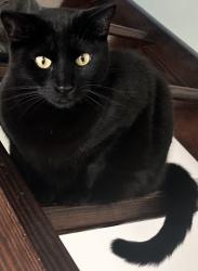 Lost Male Cat last seen Meyer, Seaford, NY 11783