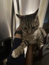 Lost Male Cat last seen Bunnell st Bridgeport , Bridgeport, CT 06604