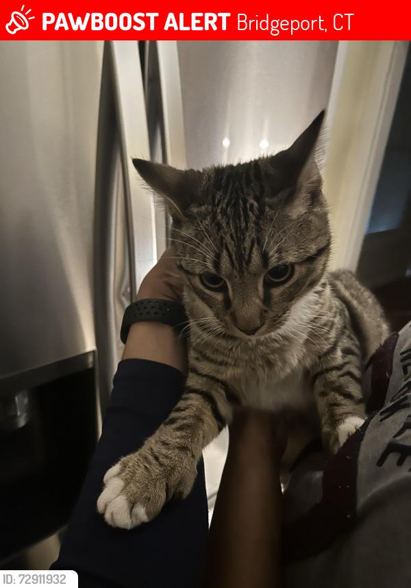 Lost Male Cat last seen Bunnell st Bridgeport , Bridgeport, CT 06604