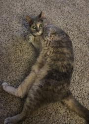 Reunited Female Cat last seen St Matthew's Episcopal Church on Talmadge Rd , Toledo, OH 43623