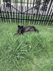 Found/Stray Male Dog last seen Warford, Memphis, TN 38128