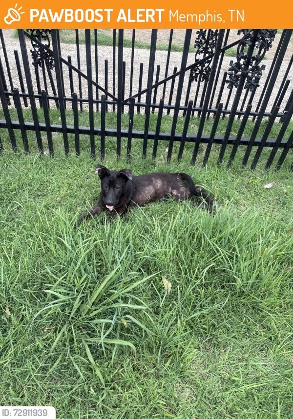 Found/Stray Male Dog last seen Warford, Memphis, TN 38128