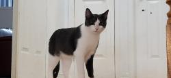 Reunited Female Cat last seen Near Stone Church Rd E, Hamilton, ON L9B 1B2, Canada, Hamilton, ON L9B 1B2
