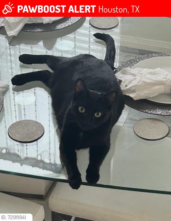 Lost Female Cat last seen Louetta, Houston, TX 77070