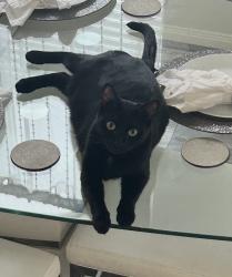 Lost Female Cat last seen Louetta, Houston, TX 77070