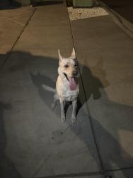 Reunited Male Dog last seen Capstone and Goldfinch, Fontana, CA 92336