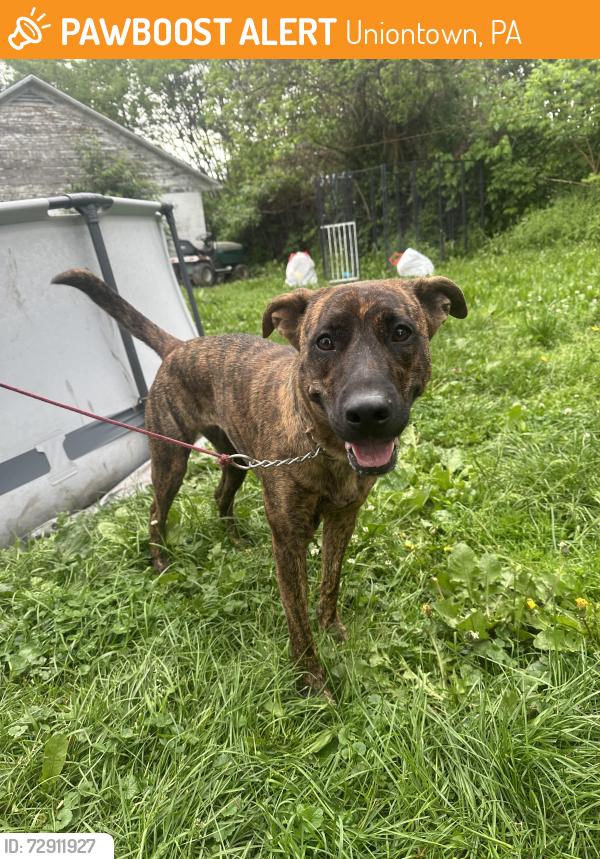 Found/Stray Female Dog last seen She was found near dg on connellsville, Uniontown, PA 15401