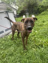 Found/Stray Female Dog last seen She was found near dg on connellsville, Uniontown, PA 15401