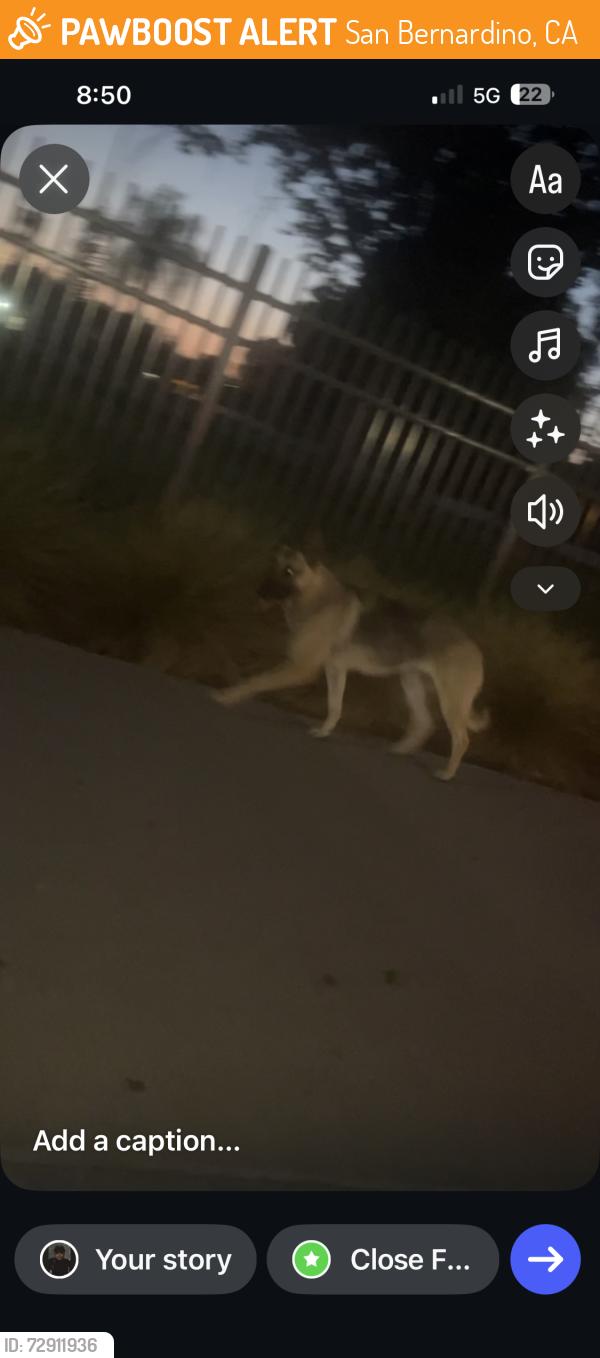 Found/Stray Unknown Dog last seen W foothill blvd , San Bernardino, CA 92376