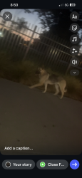 Found/Stray Unknown Dog last seen W foothill blvd , San Bernardino, CA 92376