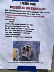 Lost Female Dog last seen E Cactus Ave and Levi Ave., Las Vegas, NV 89101