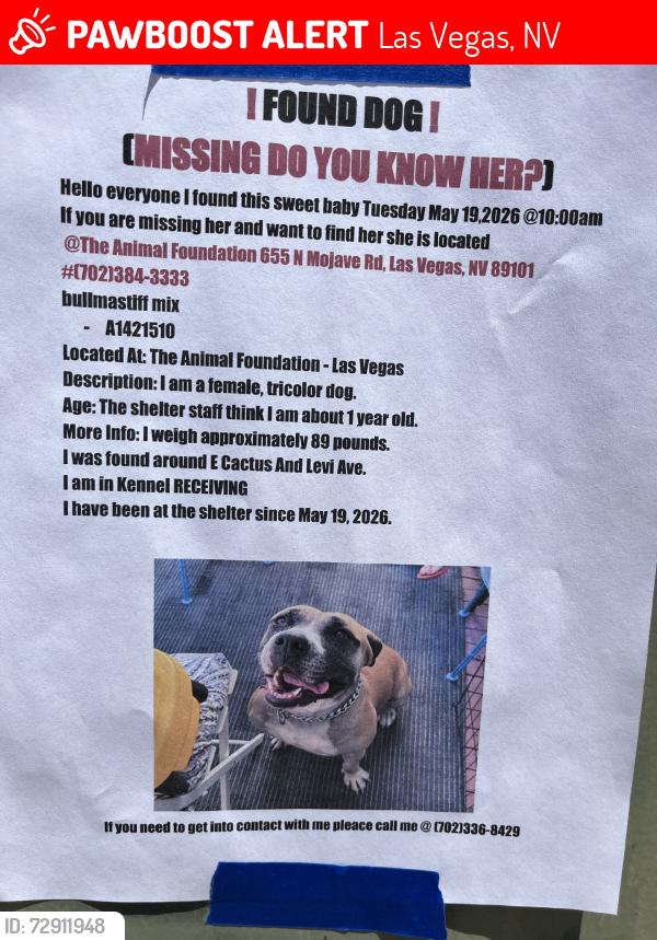 Lost Female Dog last seen E Cactus Ave and Levi Ave., Las Vegas, NV 89101