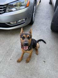 Found/Stray Unknown Dog last seen Near stanford ave , Stockton, CA 95205