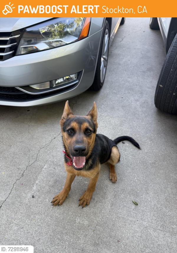 Found/Stray Unknown Dog last seen Near stanford ave , Stockton, CA 95205