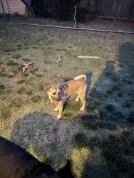Found/Stray Male Dog last seen San Jose and West Magnolia , Stockton, CA 95202