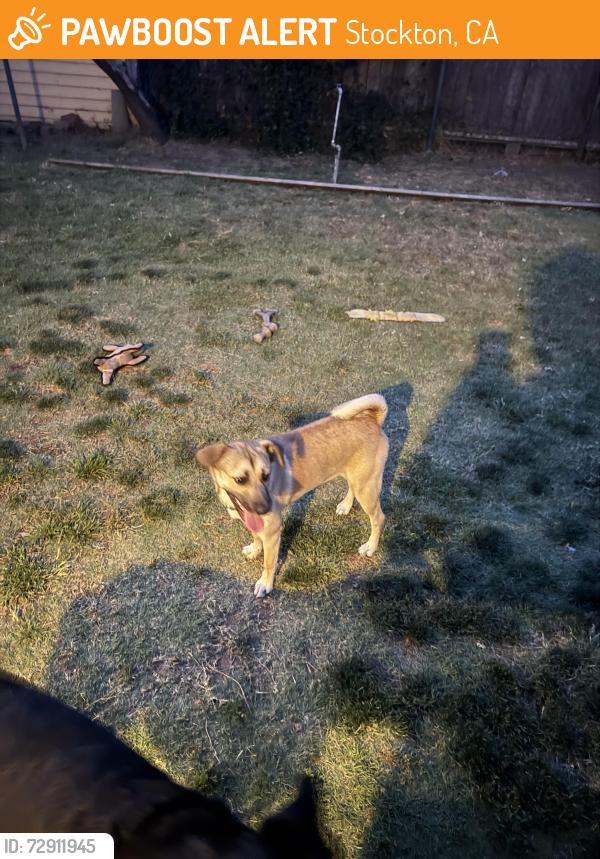 Found/Stray Male Dog last seen San Jose and West Magnolia , Stockton, CA 95202