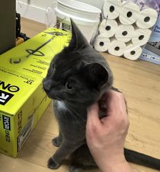 Reunited Male Cat last seen Ridgefield Pkwy, Poplar Forest Dr, Richmond, VA 23238