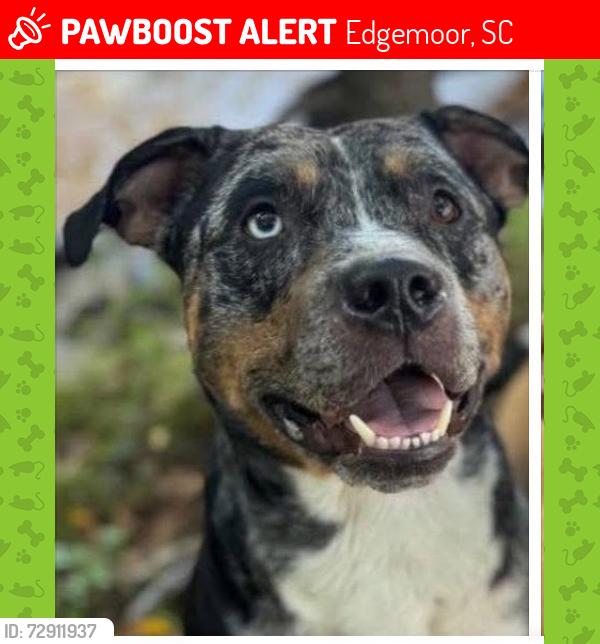 Lost Male Dog last seen hwy 901- berryhill, Edgemoor, SC 29712